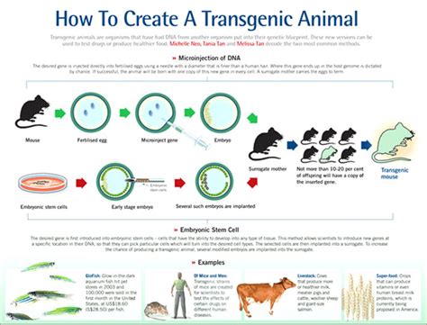 …an organism's genes) are called transgenic. GMAC - Genetic Modification Advisory Committee, Singapore