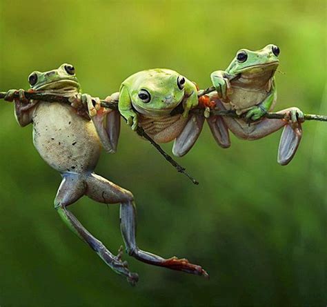 1000 Images About Frogs On Pinterest Image Search Cute Frogs And