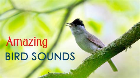 Amazing Bird Song Incredible Sound Of Bird Singing On Top Of A