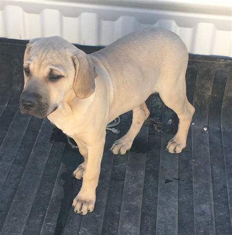 Black Mouth Cur Puppies For Sale