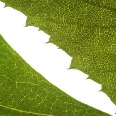 What do plants use mitochondria for? Why Do Plants Need Water, Sunlight, Warmth & Soil to Grow ...