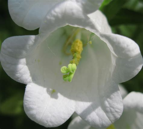 Free Images Blossom White Flower Petal High Botany Flora