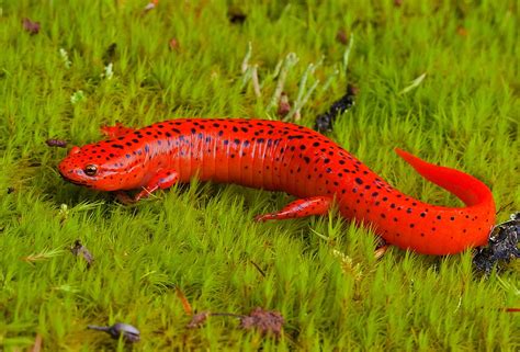 Red Salamander This Red Salamander Pseudotriton Ruber Wa Flickr