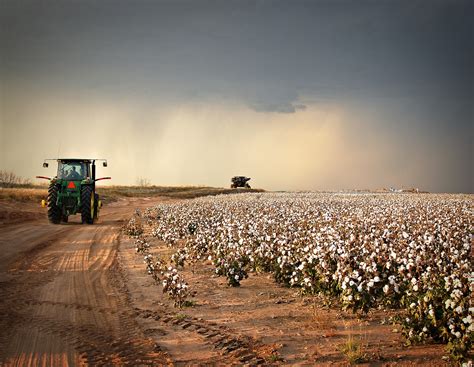 Kikis Corner Its Cotton Picking Time