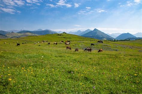 Cows Graze On Green Alpine Meadows High In The Mountains Stock Photo