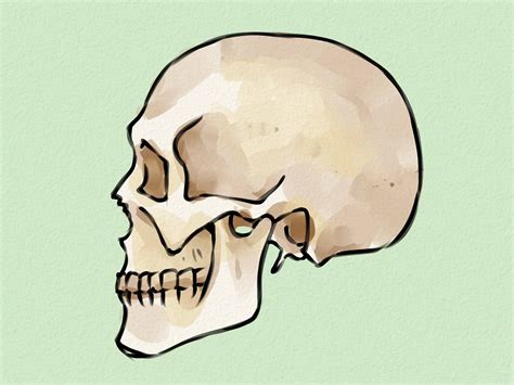 Sideways Skull Drawing At Getdrawings Free Download