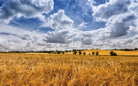 Free Download Golden Wheat Field Cloudy Sky Wallpapers Golden Wheat