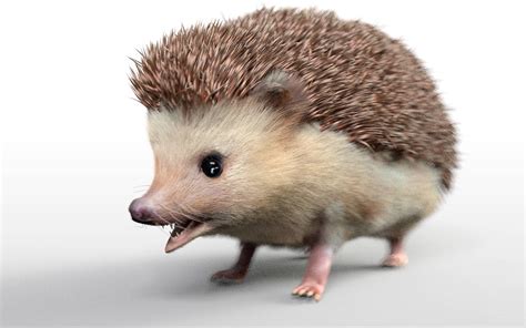 Hedgehog With Fur 3d Model By 3dstudio