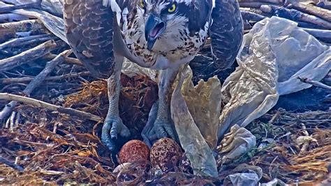 2020 04 21 329pm Mom Osprey Lays Fifth Egg Boulder County Osprey Cam Youtube