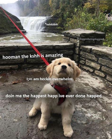 29 Heckin Funny Doggo Memes That Will Keep You Borking All Day Long