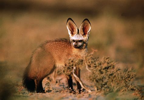 Bat Eared Fox Photograph By Tony Camachoscience Photo Library Pixels