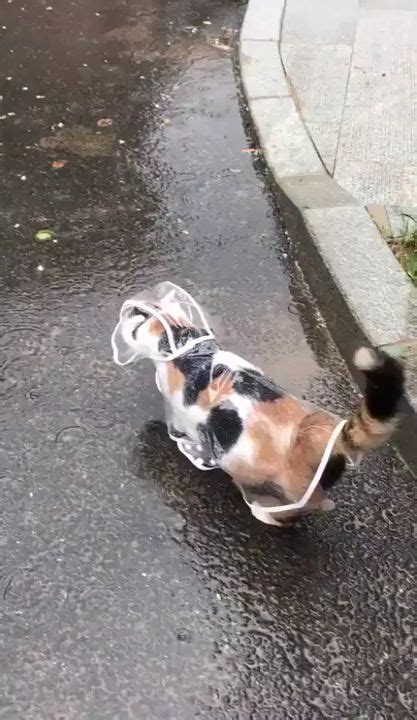 I Want This Raincoat For My Cat Meows Funny Animals Cute Funny