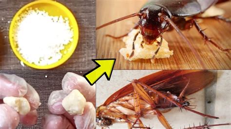 How To Get Rid Of Little Roaches Now That We Made The Habitat Less