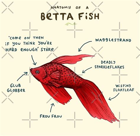 Anatomy Of A Betta Fish By Sophie Corrigan Redbubble