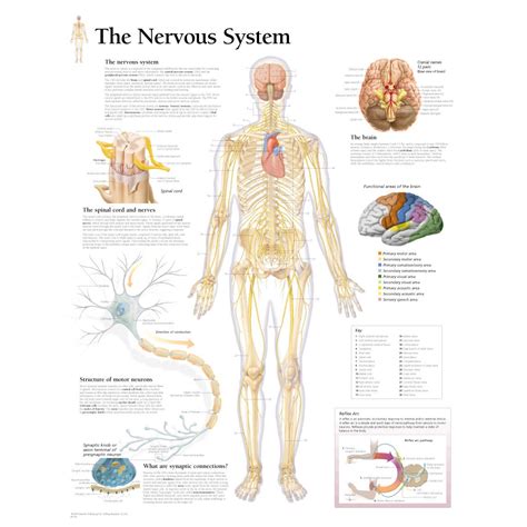 Nervous System Chart Diagram