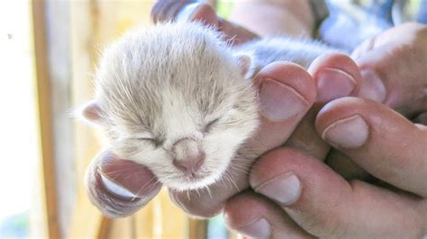 Cutetiny Newborn Kittens Cute Kittens Photo 41414131 Fanpop