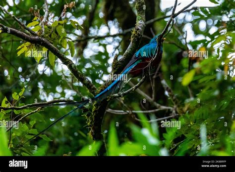 Resplendent Quetzal Pharomachrus Mocinno Savegre In Costa Rica With