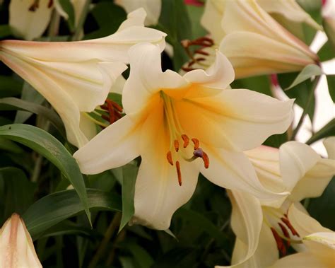 Lilium Oriental Hybrids Gardensonline