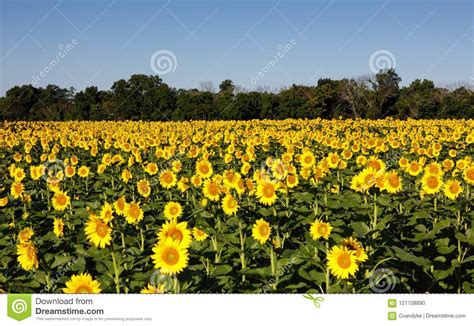 Sunflower Field Mckee Beshers Maryland Stock Photo Image Of Nature