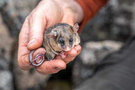 A Guide To Australias Adorable Pygmy Possums Australian Geographic