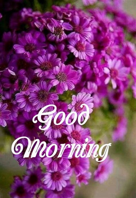 Pin By Lalit Rana On Morning Wishes Good Morning Flowers Good