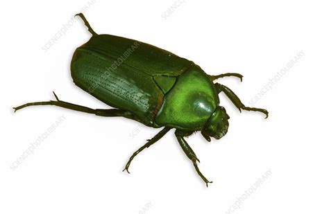 Green Flower Beetle Stock Image C0406531 Science Photo Library