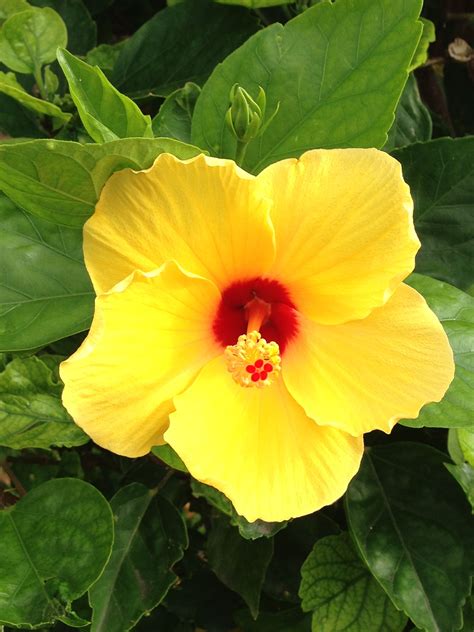 Yellow Hibiscus Varieties