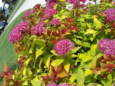 Some are spring bloomers, while others flower in summer. "Magic Carpet" Spirea in bloom | this grows, as you can ...