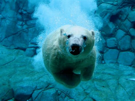 Cool How Fast Can Polar Bears Swim Ideas