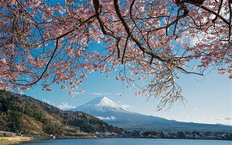 Mount Fuji Honshu Fujisan Morning Sunrise Spring Volcano Sakura