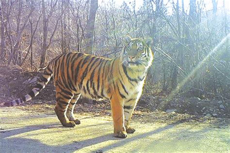 China Set To Count Its Wild Siberian Tigers Cn