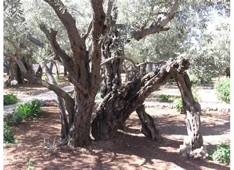 Garden Of Gethsemane Garden Of Gethsemane Visit Israel Israel Travel