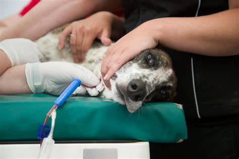 What Happens To Canine Blood Donors Dogs Today Magazine