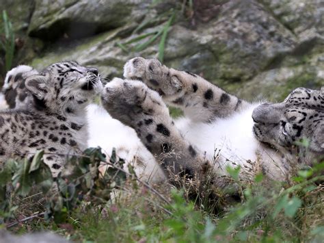 18 Stunning Photos Of Rare Snow Leopards