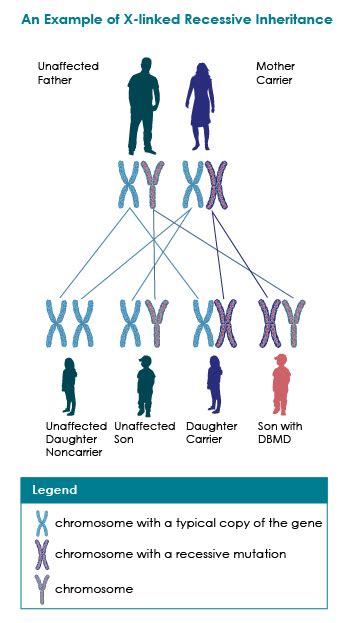 And the genes it does have mostly deal with being male. Inheritance | Muscular Dystrophy | NCBDDD | CDC