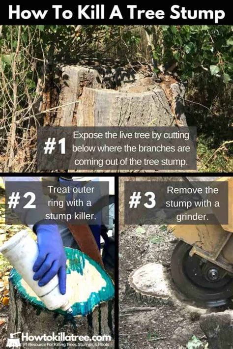 How To Kill A Tree Stump Backyardables