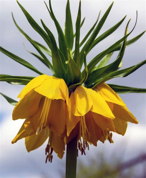 Fritillaria Imperialis Yellow Color Close Up Stock Photo Image Of