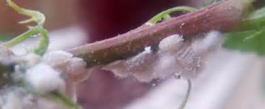 How To Get Rid Of Mealy Bugs Naturally My Organic Garden