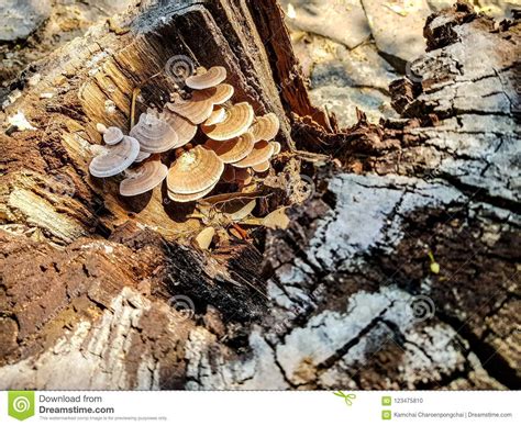 Wild Thin Plate Shaped Mushrooms Grow On Dead Tree Stock