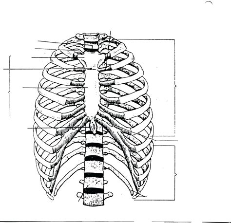 Diagram Rib Cage With Organs Human Axial Skeleton Biology For Majors Ii