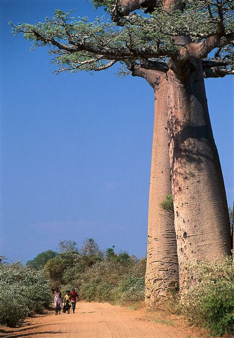 Baobab Trees Near Morondava Madagascar License Image 70023729