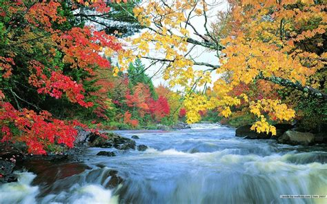 Fall Foliage Wallpapers For Desktop Wallpaper Cave