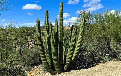 List Of Desert Plants Names And Pictures Jotscroll