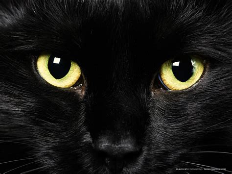 Animals Zoo Park Black Cat Eyes Wallpapers Blue Cat Eyes