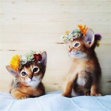 Boho Kitten Flowercrown Cute Animals Pet Kitten