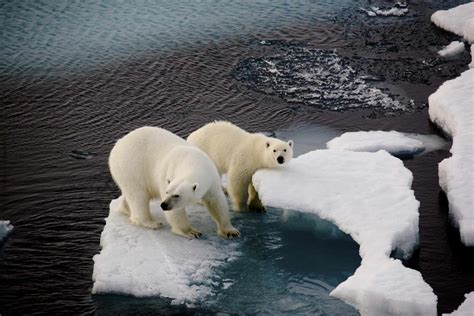 Learn About Where Polar Bears Live