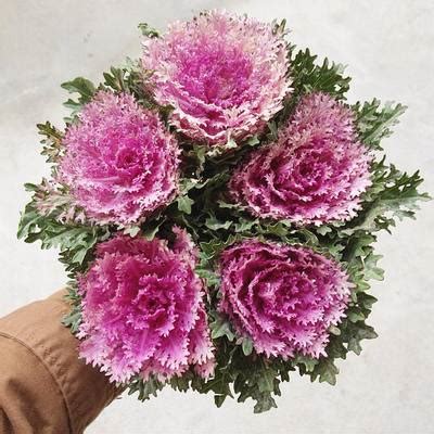 Low cost flowers, hand prepared and delivered by professional florists for under £30. Choose Fresh & Cheap Flower Delivery in Sydney - Little ...