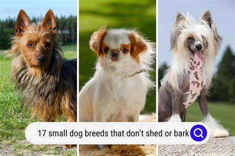 17 Small Dog Breeds That Dont Shed Or Bark Pictures Oodle Life
