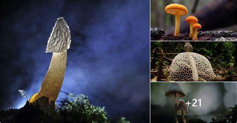 Discovering The Magic Of Mushrooms A Journey Through The Fungal Realm