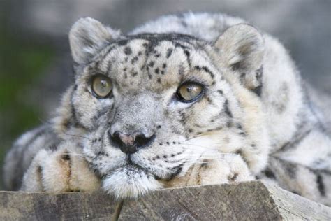 Why Are Snow Leopards Endangered